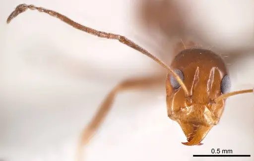 Iridomyrmex minor specimen ANTWEB1008647 image antweb1008647_2