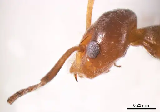 Iridomyrmex minor specimen ANTWEB1008647 image antweb1008647_3