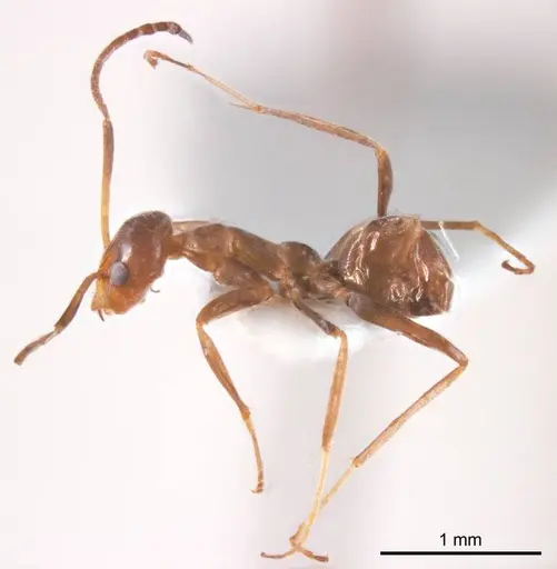 Iridomyrmex minor specimen ANTWEB1008647 image antweb1008647_4