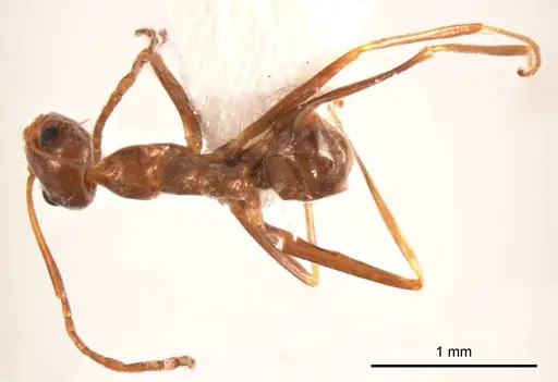 Iridomyrmex minor specimen ANTWEB1008648 image antweb1008648_1