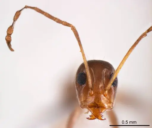 Iridomyrmex minor specimen ANTWEB1008648 image antweb1008648_2