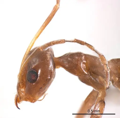 Iridomyrmex minor specimen ANTWEB1008648 image antweb1008648_3