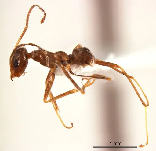 Iridomyrmex minor specimen ANTWEB1008648 image antweb1008648_4