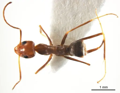 Iridomyrmex minor specimen ANTWEB1008649 image antweb1008649_1