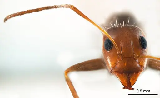 Iridomyrmex minor specimen ANTWEB1008649 image antweb1008649_2