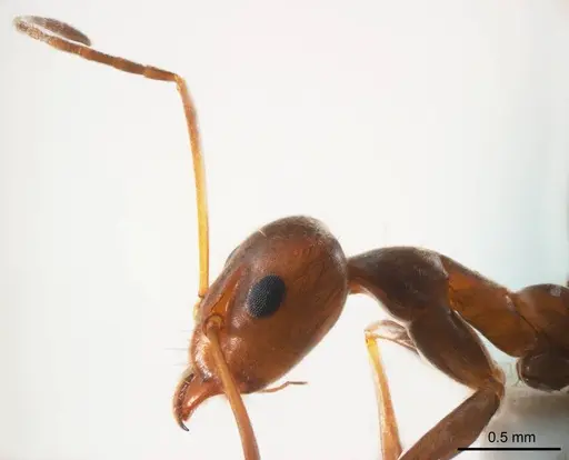 Iridomyrmex minor specimen ANTWEB1008649 image antweb1008649_3