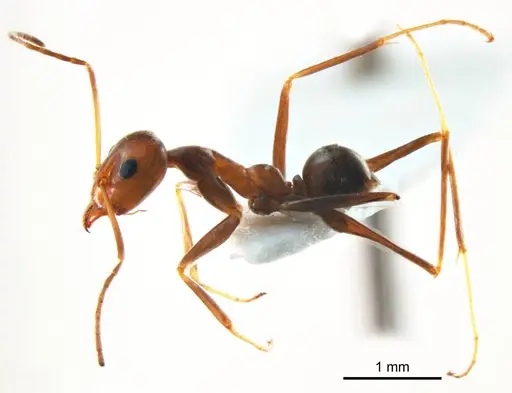 Iridomyrmex minor specimen ANTWEB1008649 image antweb1008649_4