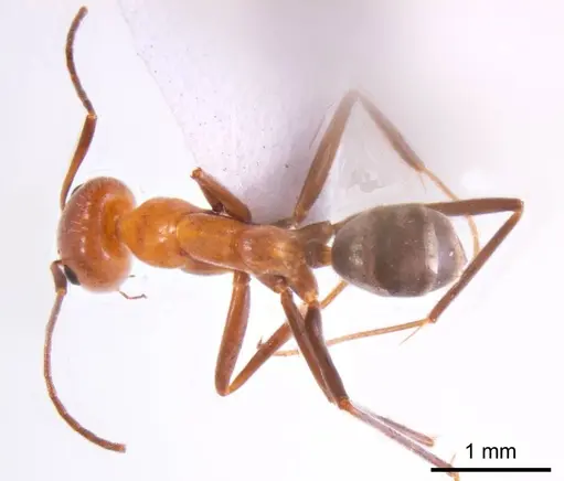 Iridomyrmex minor specimen ANTWEB1008650 image antweb1008650_1