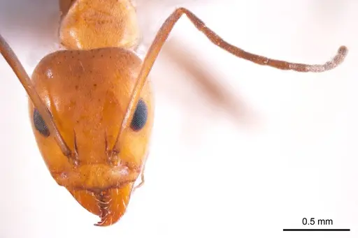 Iridomyrmex minor specimen ANTWEB1008650 image antweb1008650_2