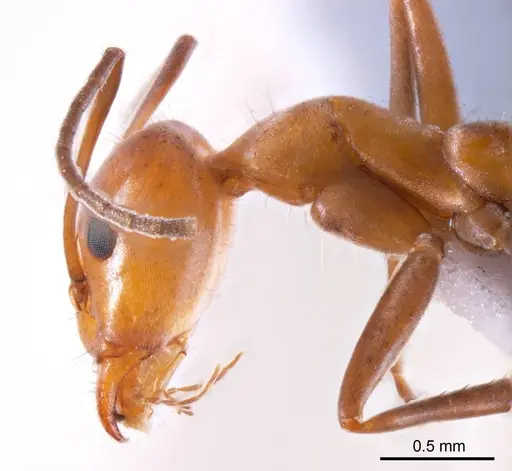 Iridomyrmex minor specimen ANTWEB1008650 image antweb1008650_3