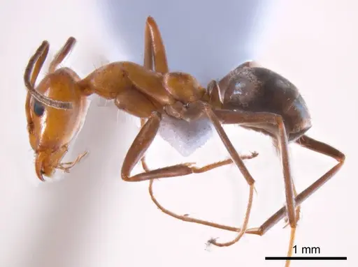 Iridomyrmex minor specimen ANTWEB1008650 image antweb1008650_4