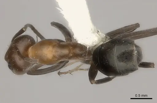 Iridomyrmex minor specimen CASENT0217416 image casent0217416_1