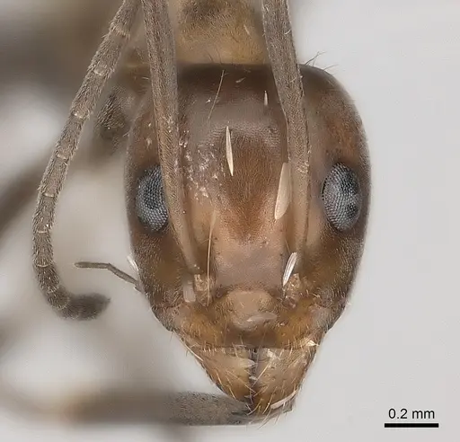 Iridomyrmex minor specimen CASENT0217416 image casent0217416_2