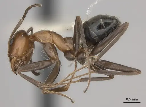 Iridomyrmex minor specimen CASENT0217416 image casent0217416_3
