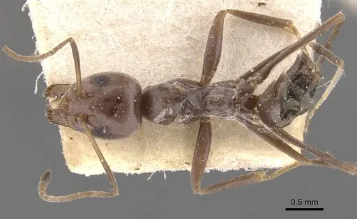 Iridomyrmex minor specimen CASENT0907613 image casent0907613_1