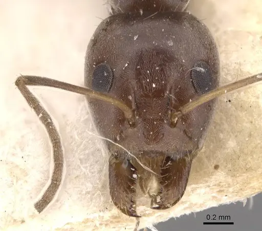 Iridomyrmex minor specimen CASENT0907613 image casent0907613_2