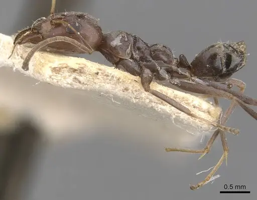 Iridomyrmex minor specimen CASENT0907613 image casent0907613_3
