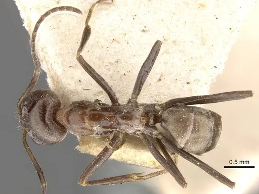 Iridomyrmex minor specimen CASENT0909532 image casent0909532_1