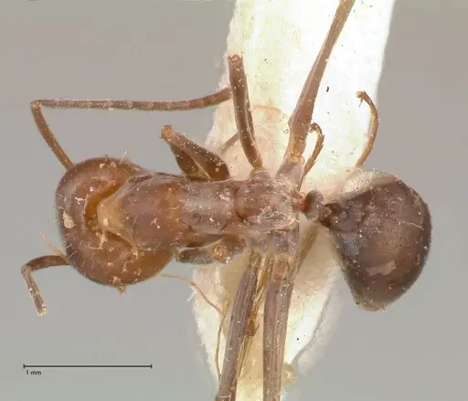 Iridomyrmex minor specimen FOCOL0713 image focol0713_1