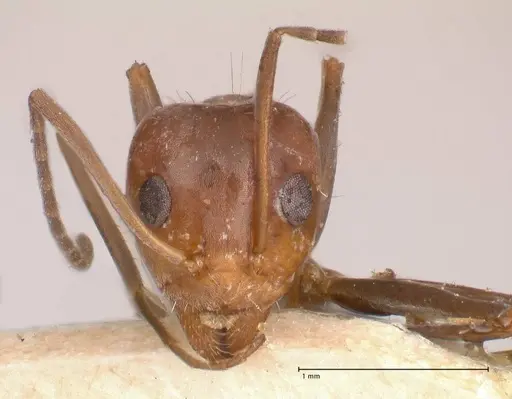 Iridomyrmex minor specimen FOCOL0713 image focol0713_2
