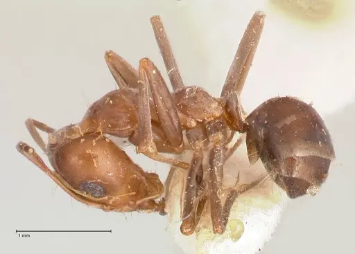 Iridomyrmex minor specimen FOCOL0713 image focol0713_3