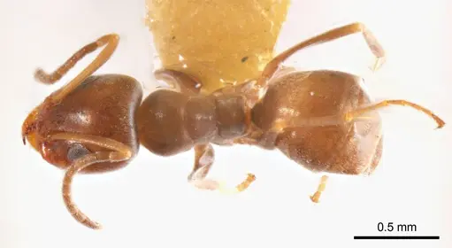 Iridomyrmex mjobergi specimen ANTWEB1008651 image antweb1008651_1
