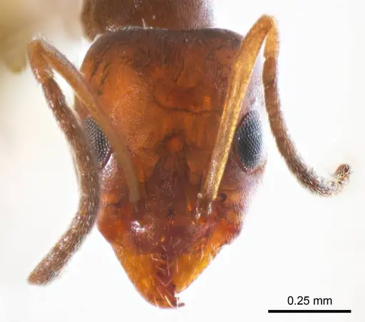 Iridomyrmex mjobergi specimen ANTWEB1008651 image antweb1008651_2