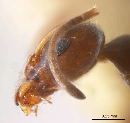 Iridomyrmex mjobergi specimen ANTWEB1008651 image antweb1008651_3