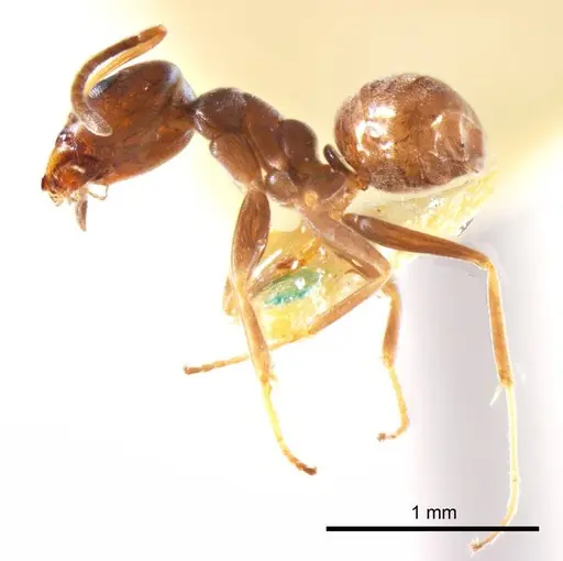 Iridomyrmex mjobergi specimen ANTWEB1008651 image antweb1008651_4