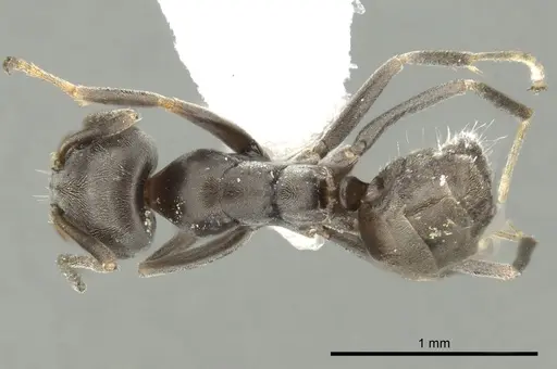 Iridomyrmex mjobergi specimen CASENT0249709 image casent0249709_1