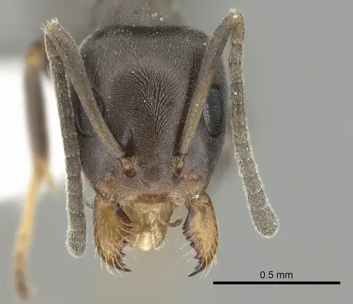 Iridomyrmex mjobergi specimen CASENT0249709 image casent0249709_2