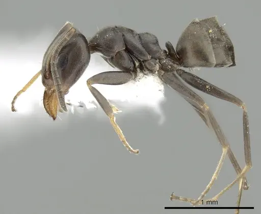 Iridomyrmex mjobergi specimen CASENT0249709 image casent0249709_3