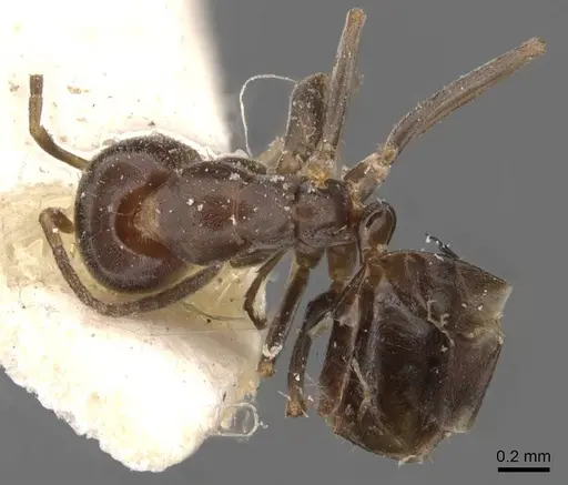 Iridomyrmex mjobergi specimen CASENT0907614 image casent0907614_1