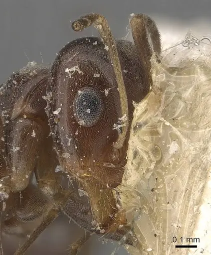 Iridomyrmex mjobergi specimen CASENT0907614 image casent0907614_2