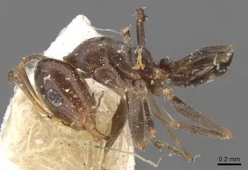 Iridomyrmex mjobergi specimen CASENT0907614 image casent0907614_3