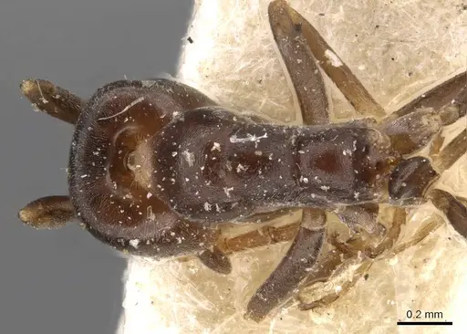 Iridomyrmex mjobergi specimen CASENT0909548 image casent0909548_1