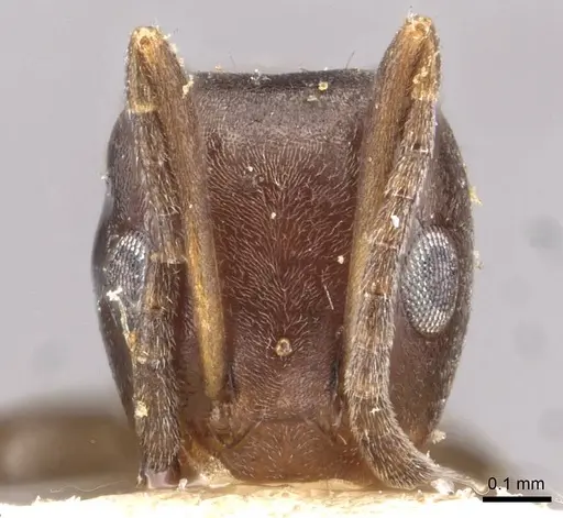 Iridomyrmex mjobergi specimen CASENT0909548 image casent0909548_2