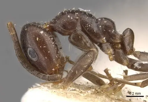 Iridomyrmex mjobergi specimen CASENT0909548 image casent0909548_3