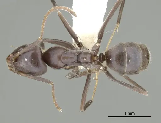 Iridomyrmex neocaledonica specimen CASENT0249710 image casent0249710_1