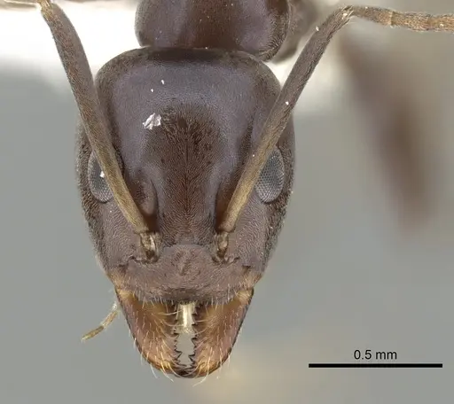 Iridomyrmex neocaledonica specimen CASENT0249710 image casent0249710_2