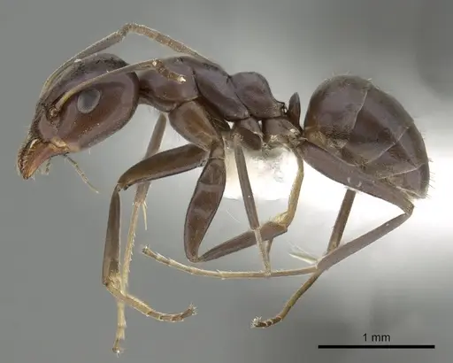 Iridomyrmex neocaledonica specimen CASENT0249710 image casent0249710_3