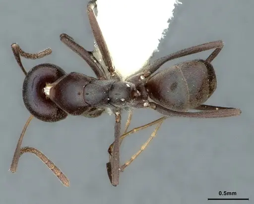 Iridomyrmex neocaledonica specimen CASENT0886041 image casent0886041_1