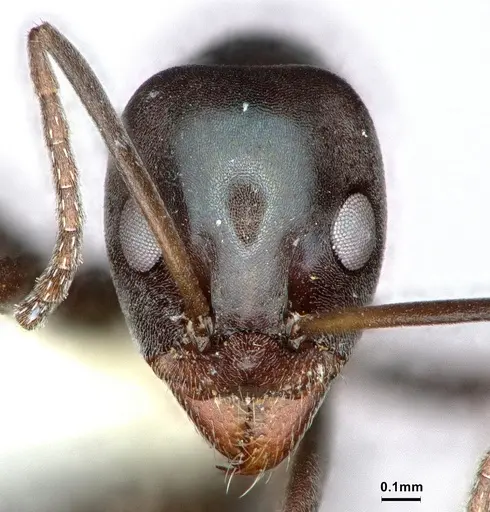 Iridomyrmex neocaledonica specimen CASENT0886041 image casent0886041_2
