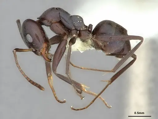 Iridomyrmex neocaledonica specimen CASENT0886041 image casent0886041_3