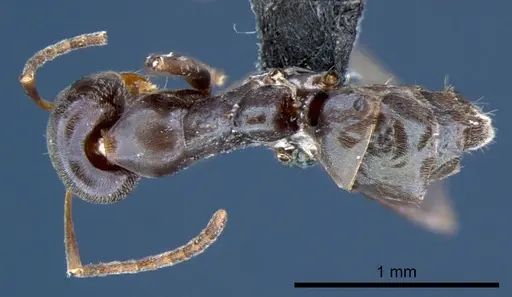 Iridomyrmex neocaledonica specimen CSIRONC0200 image csironc0200_1