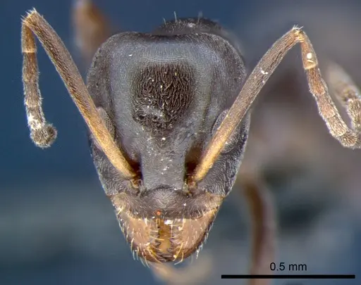 Iridomyrmex neocaledonica specimen CSIRONC0200 image csironc0200_2