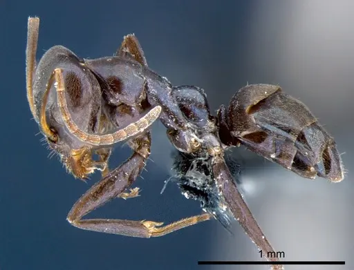 Iridomyrmex neocaledonica specimen CSIRONC0200 image csironc0200_3