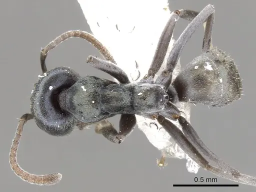 Iridomyrmex niger specimen CASENT0903096 image casent0903096_1