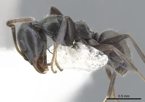 Iridomyrmex niger specimen CASENT0903096 image casent0903096_3