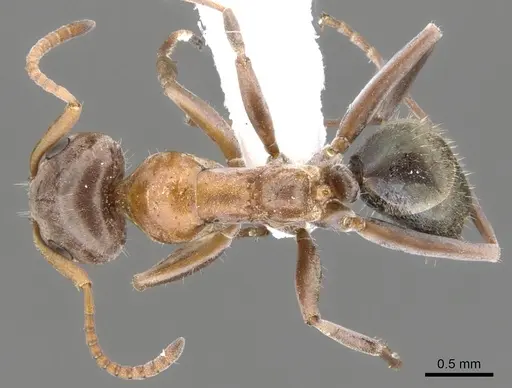 Iridomyrmex nudipes specimen CASENT0903101 image casent0903101_1